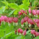 Lamprocapnos spectabilis