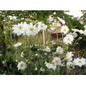 Anemone x.hybrida 'Alba Semi-Duplex'