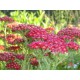 Achillea millefolium 'Red Velvet'