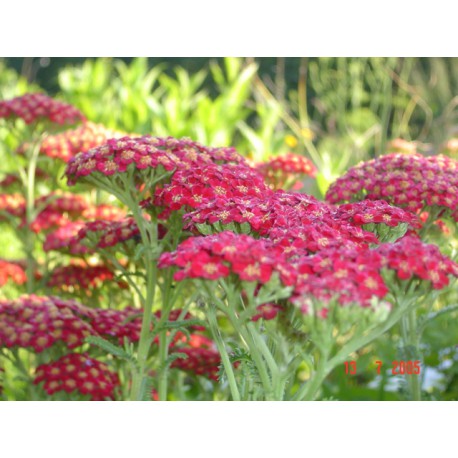 Achillea millefolium 'Red Velvet'