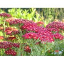 Achillea millefolium 'Red Velvet'