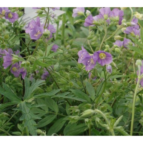 Polemonium caeruleum 'Lambrook Mauve'