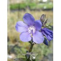 Polemonium yezoense var. hidakanum 'Purple Rain'