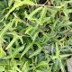 Hedera helix 'Sagittifolia'