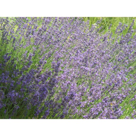 Lavandula angustifolia 'Hidcote'