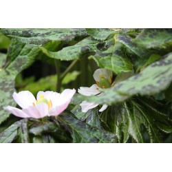 Podophyllum hexandrum 'Majus'