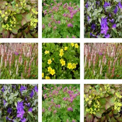 Pack :  collection de 10 plantes couvre-sol