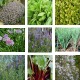 Pack/collection de plantes aromatiques