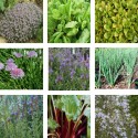 Pack : collection de 9 plantes aromatiques
