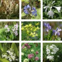 Pack : collection de plantes vivaces parfumées