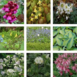 Pack : collection de 8 petites plantes d'ombre