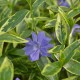 Vinca minor 'Moonlit'