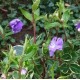 Vinca minor 'Moonlit'