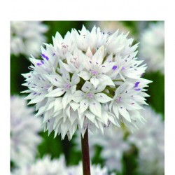 Allium amplectens 'Graceful'