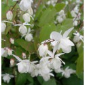 Epimedium pauciflorum