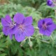 Geranium 'Spinners'