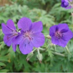 Geranium 'Spinners'