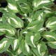 Hosta undulata 'mediovariegata'