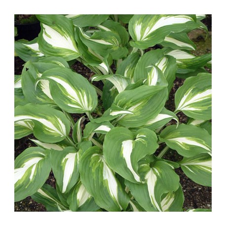 Hosta undulata 'mediovariegata'