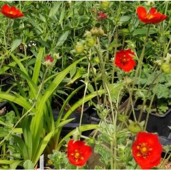 Potentilla atrosanguinea var. argyrophylla 'Scarlet Starlit'