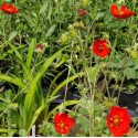 Potentilla atrosanguinea var. argyrophylla 'Scarlet Starlit'