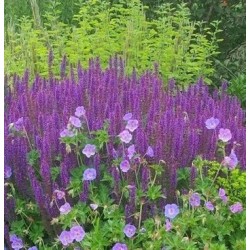 Salvia nemorosa 'du jardin'