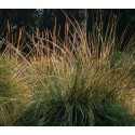 Muhlenbergia rigens