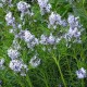 Amsonia hubrichtii