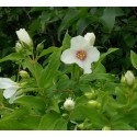 Philadelphus 'Belle Etoile'