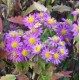 Aster ageratoïdes 'Ezo Murasaki'