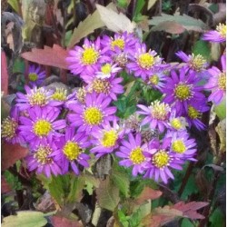 Aster ageratoïdes 'Ezo Murasaki'