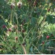 Sanguisorba 'Proud Mary'