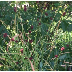 Sanguisorba 'Proud Mary'