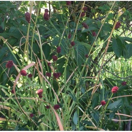 Sanguisorba 'Proud Mary'