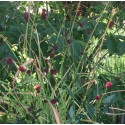 Sanguisorba 'Proud Mary'