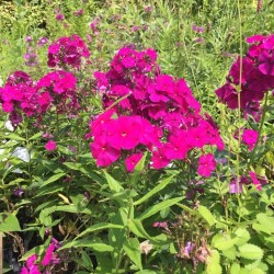 Phlox paniculata 'Delilah'