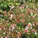 Abelia 'Edouard Goucher'