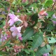 Abelia 'Pink Pong'