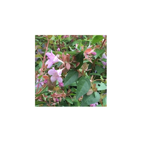 Abelia 'Pink Pong'