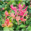 Lonicera japonica 'Dart's world'