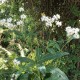 Vernonia noveboracensis 'White Lightning'
