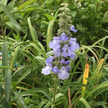 Salvia azurea var. grandiflora