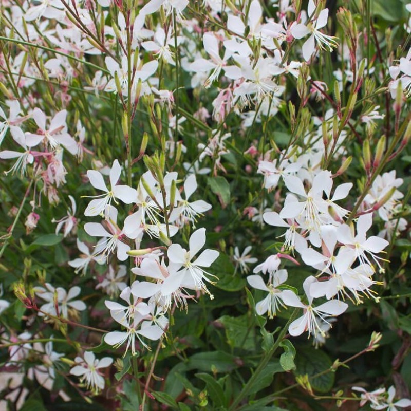 Gaura lindheimeiri 'Sparkle White', fleurs blanc rosé, plante compacte
