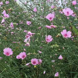 Althaea cannabina