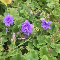 Campanula poscharskyana 'Freya'