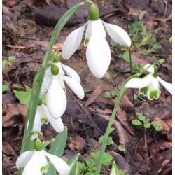 Galanthus nivalis  'Sam Arnott'