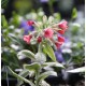 pulmonaria rubra 'David Ward'