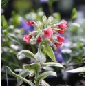 Pulmonaria rubra 'David Ward'