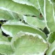 pulmonaria rubra 'David Ward'