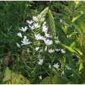 Ornithogalum  ponticum 'Sochi'